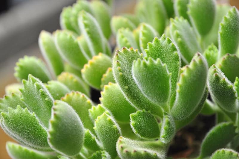 Cotyledon Tomentosa ‘Bear’s Paw’