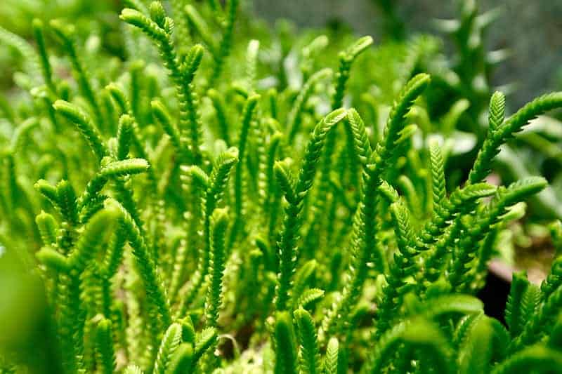 Crassula Muscosa ‘Watch Chain’