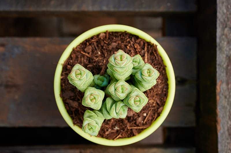 Crassula 'Tom Thumb'
