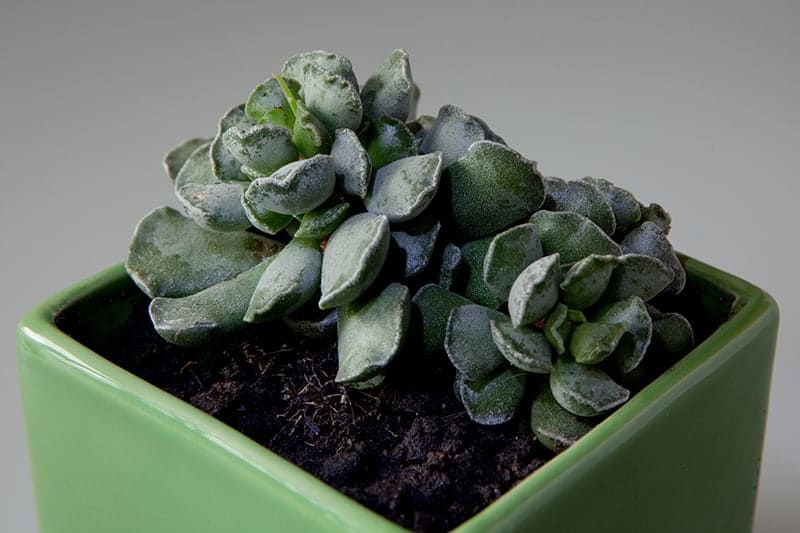Adromischus Cristatus ‘Crinkle-Leaf Plant’