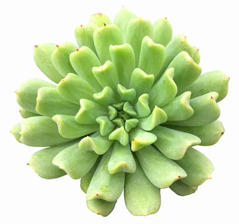 Echeveria Runyonii 'Topsy Turvy'/ Echeveria ‘Silver Spoons’