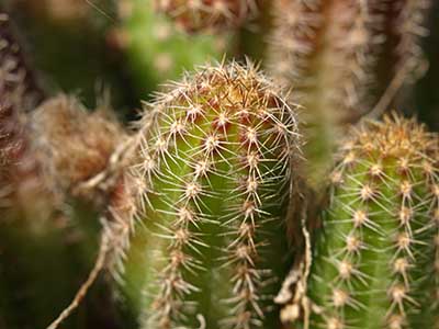 Echinocereus engelmannii