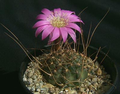 Echinopsis backebergii
