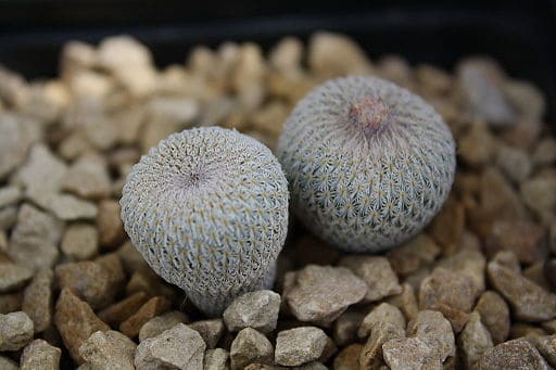 Epithelantha Micromeris