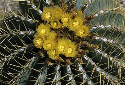 Ferocactus glaucescens (Blue Barrel)