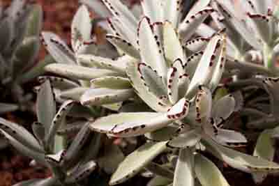 Kalanchoe tomentosa
