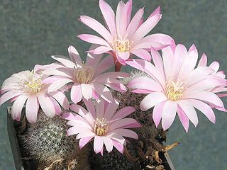 Aylostera (Rebutia) Narvaecensis