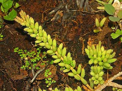Rhipsalis mesembryanthemoides