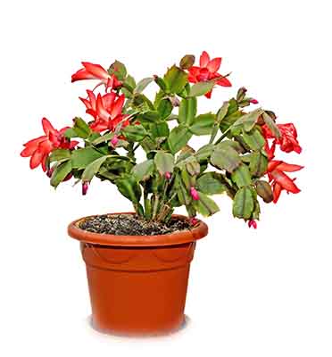 Schlumbergera truncata