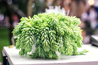 Sedum morganianum