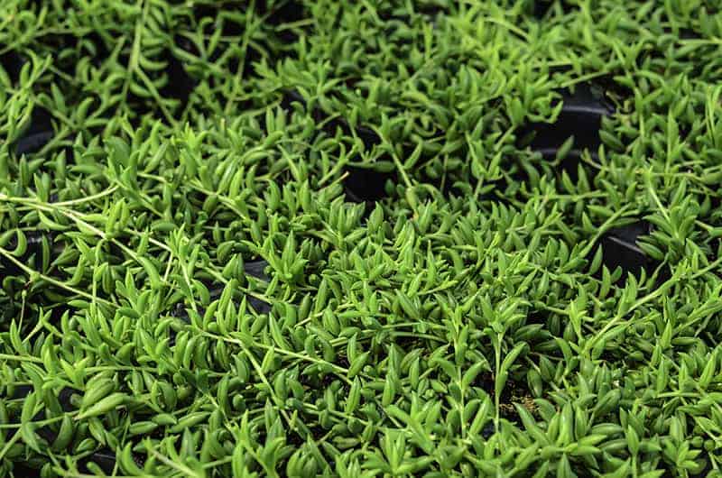 Senecio Radicans ‘String of Bananas’
