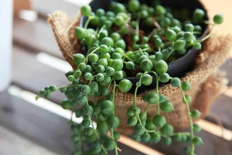 Senecio Rowleyanus ‘String Of Pearls’