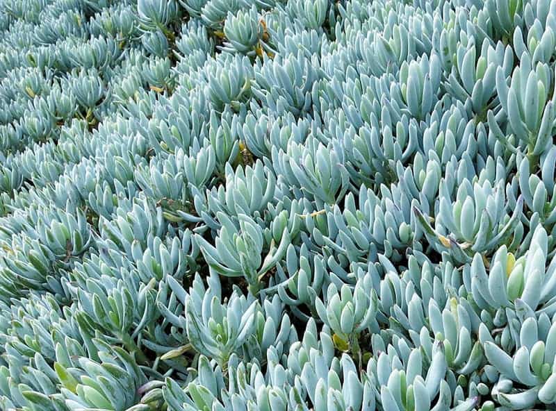 Senecio Serpens ‘Blue Chalksticks’