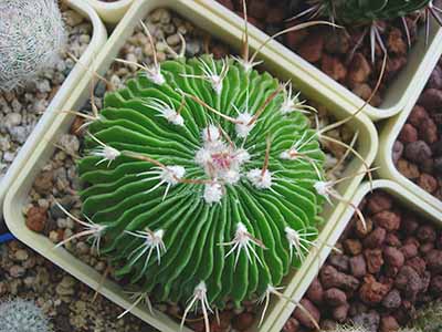Stenocactus multicostatus