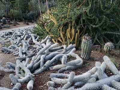 Ferocactus glaucescens (Blue Barrel)