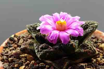 ariocarpus fissuratus