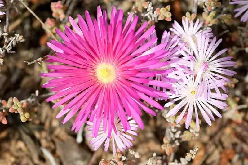 Drosanthemum Speciosum ‘Red Ice Plant’