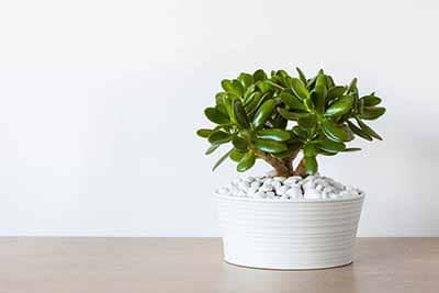 Jade Plant
