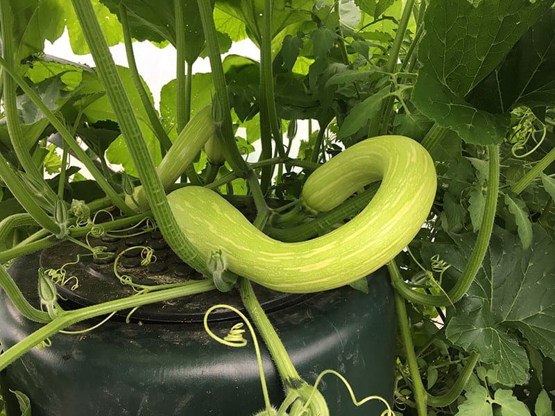 Tromboncino Squash