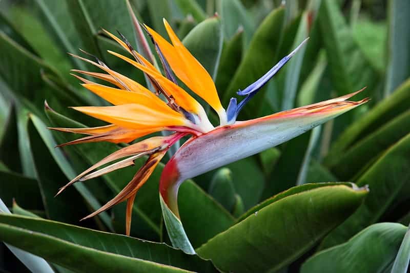 Bird of Paradise