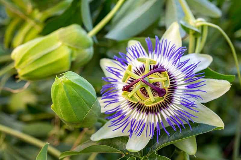 Blue Passion Flower