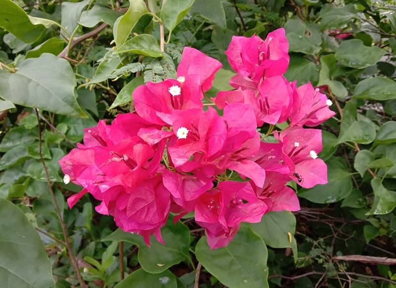 Bougainvillea