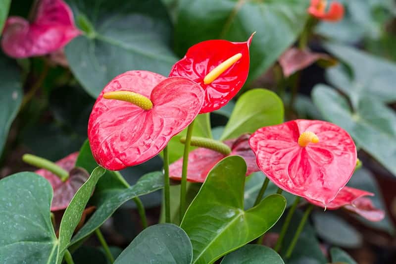 Flamingo Flower