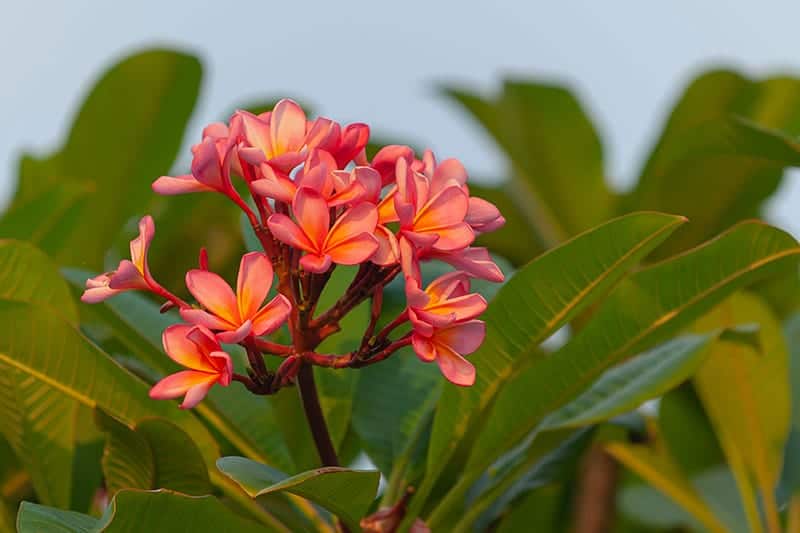 Red Frangipani