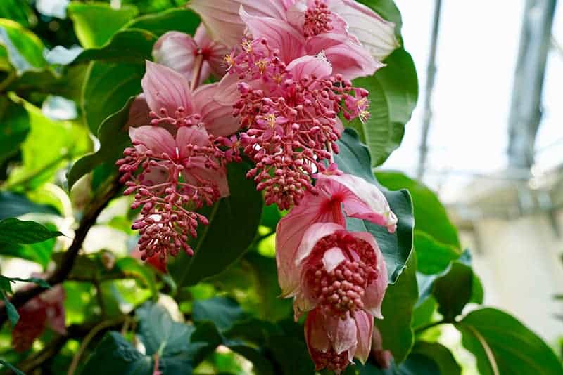 Showy Medinilla