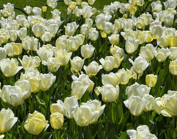Ivory Floradale