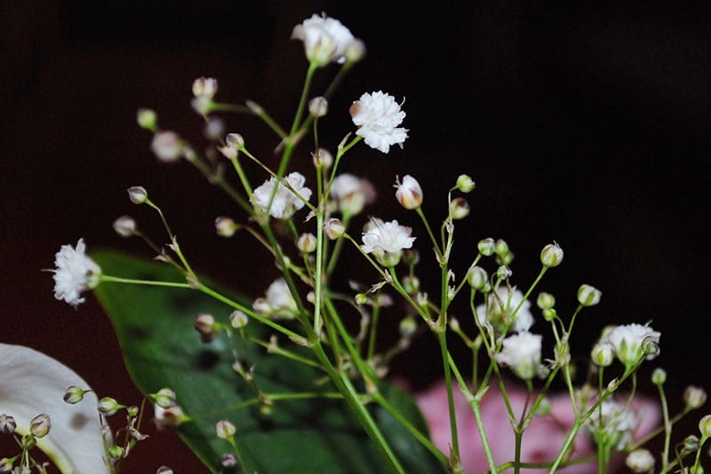 12 Types Of White Flowers With Pictures And Growing Guide Trees Com