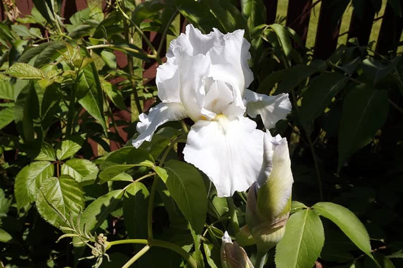 Bearded Iris