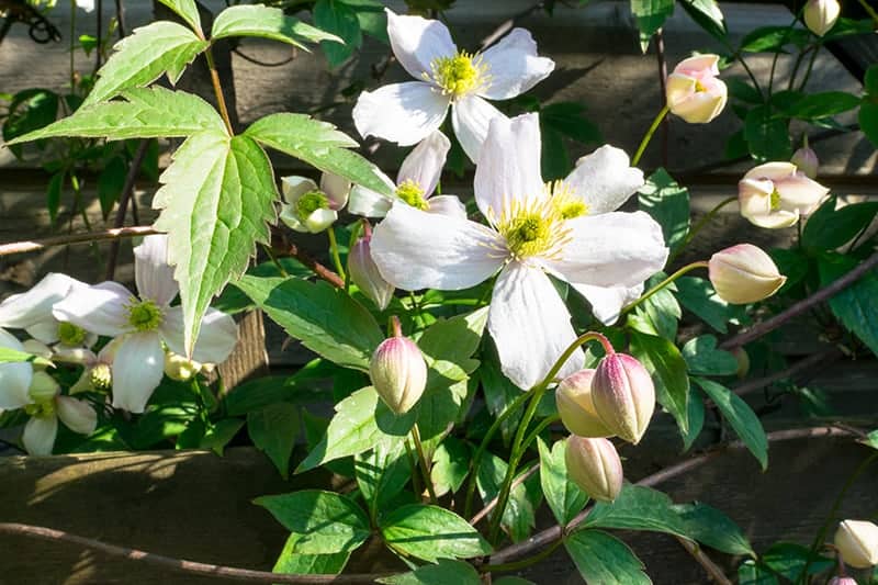 Clematis