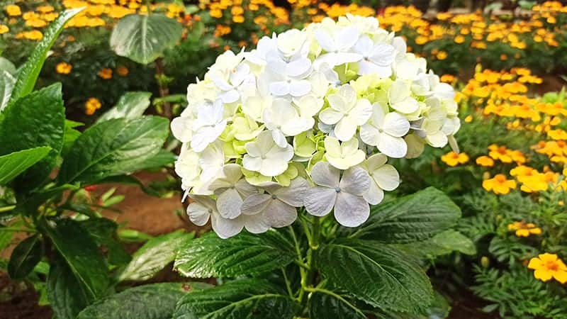 French Hydrangea