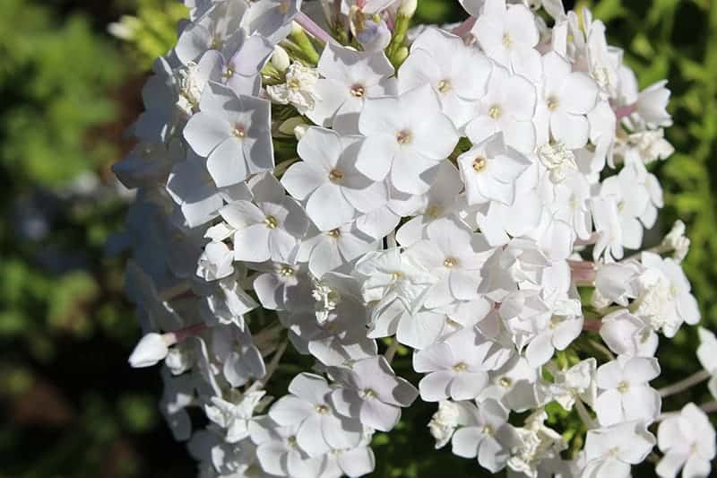 Garden-Phlox