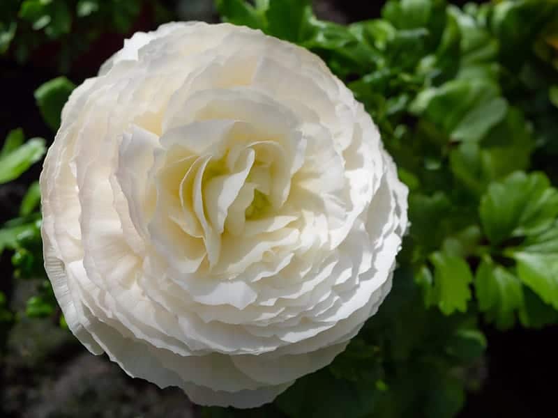 Persian Buttercup