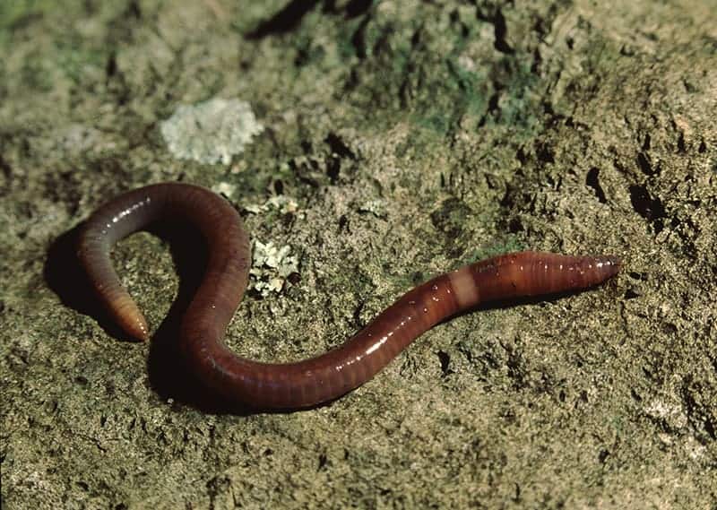 Anecic earthworms