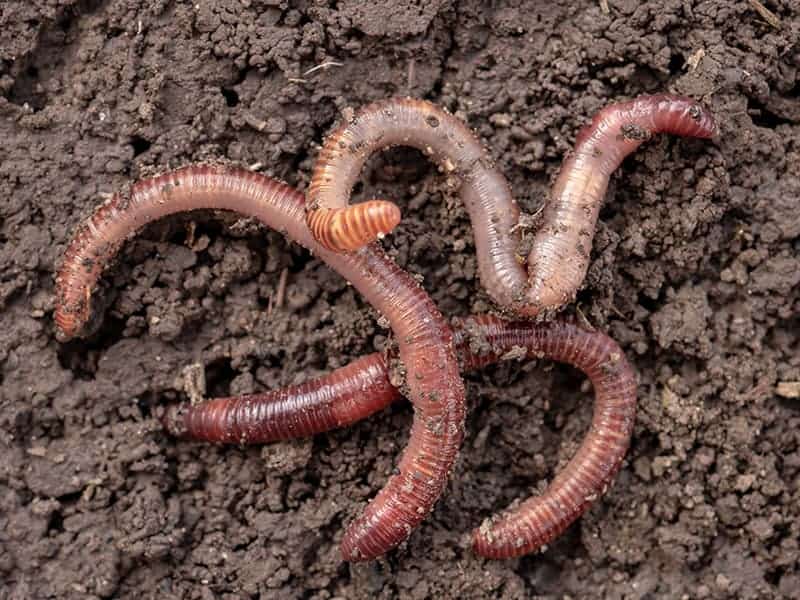 Different Types of Earthworms with Pictures & Facts