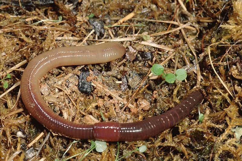 Common Earthworm