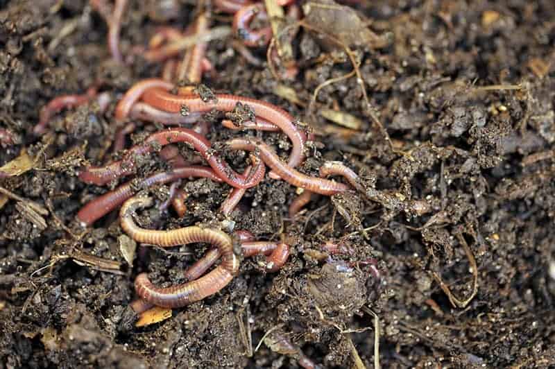 Composting Worm
