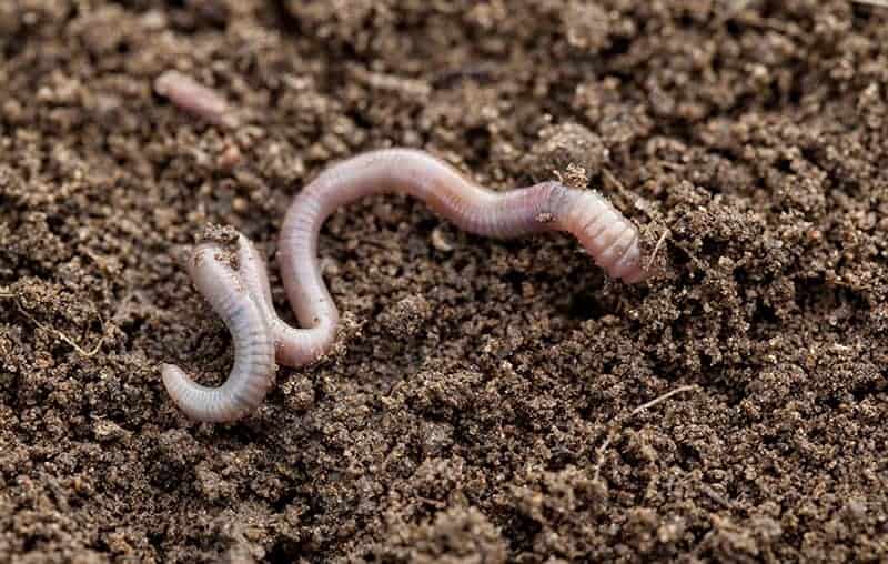 Endogeic earthworms