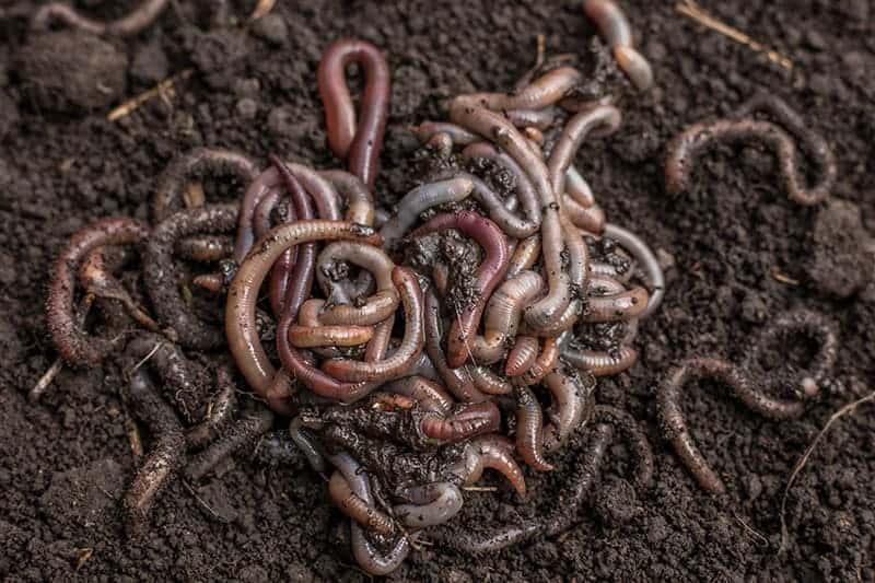 Epigeic earthworms
