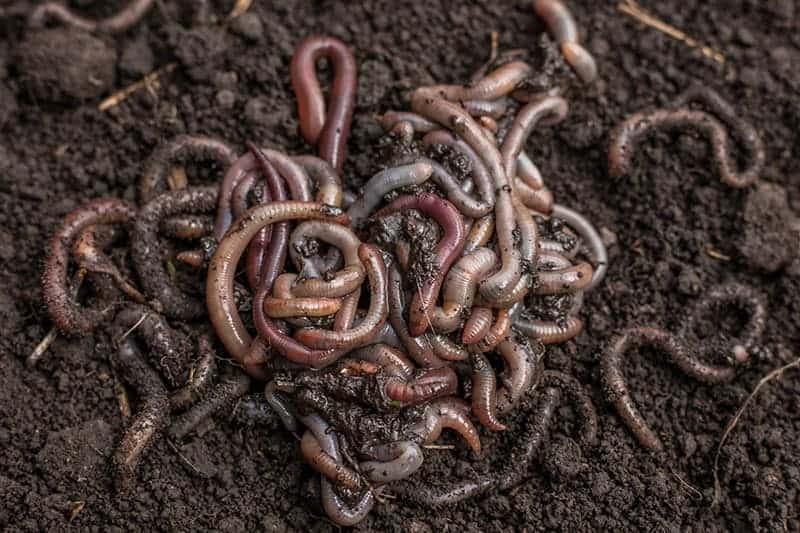 Types Of Worms