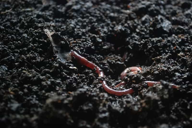 Different Types of Earthworms with Pictures & Facts