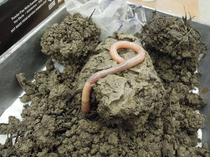 Washington Giant Earthworm