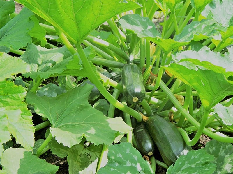 All Green Bush Zucchini