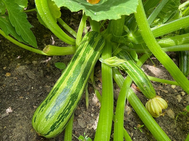 Cocozelle Zucchini