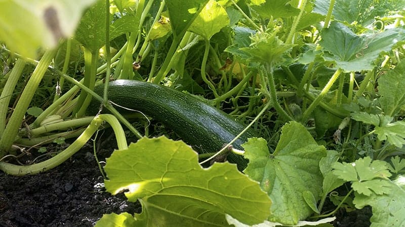 Defender F1 Zucchini