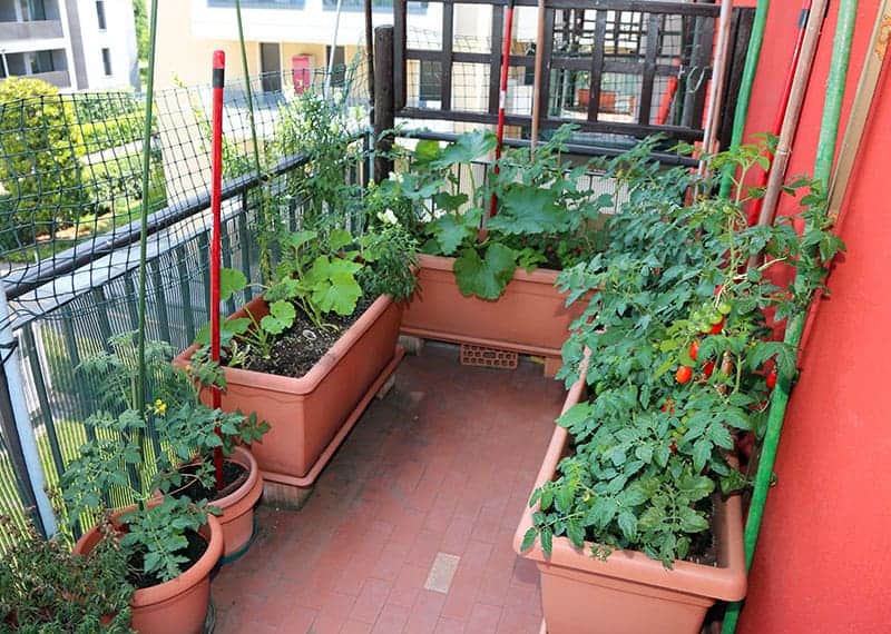 Simple Vegetable Gardens simple-vegetable-gardens