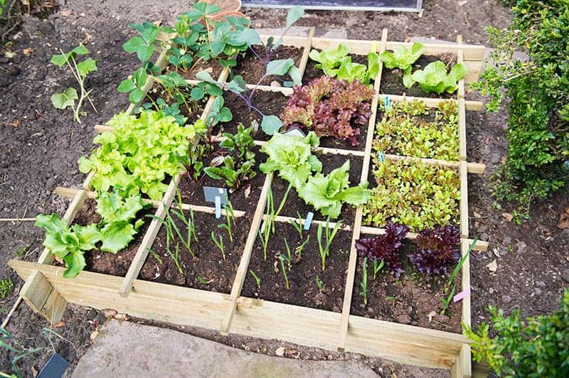 How to start vegetable garden at home?